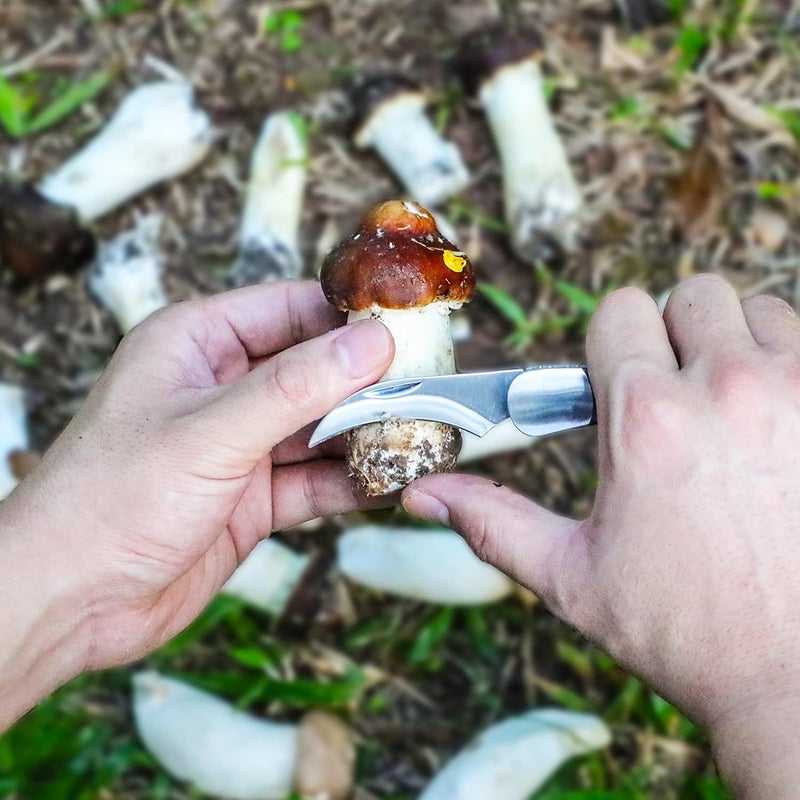 Coowolf Mushroom Knife with Brush and Sheath, Curved Stainless Steel Blade, Hardwood Handle, 7.06 Inch Folding Design, for Morels, Porcini, Chanterelles, Foraging Mushroom Gifts - Image 4